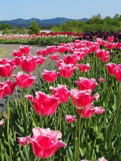 2024　新潟「今年も咲いたよ春」の旅＜新潟県十日町・小千谷・新潟・弥彦・長岡・見附・五泉・柏崎＞