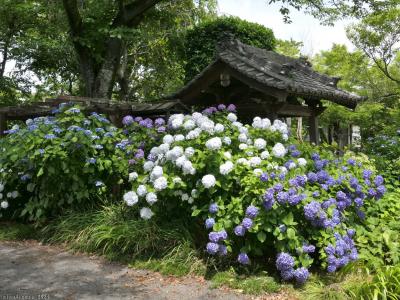 「常楽寺」のアジサイ_2024(2)_咲き進んで満開、見頃継続中でした（太田市）