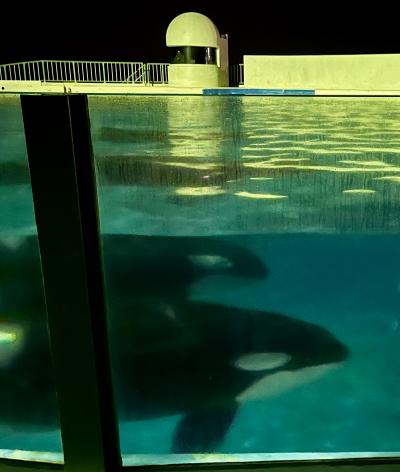 東京・千葉へ行ってきた 鴨川シーワールド編 ①