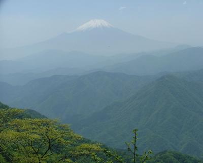 西丹沢 檜洞丸のシロヤシオ