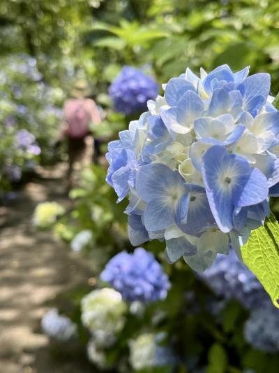 ぬかた園地あじさい園