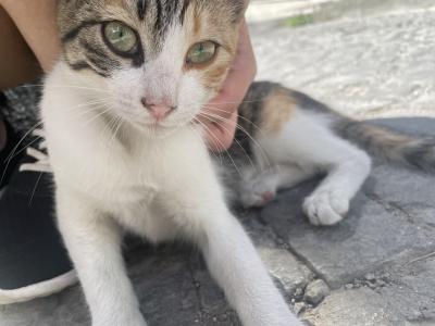 中国東方航空で行くセントレア発上海経由イスタンブールカッパドキア6泊8日 イスタンブール編4日目