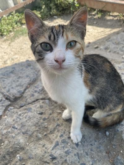 中国東方航空で行くセントレア発上海経由イスタンブールカッパドキア6泊8日 帰国編