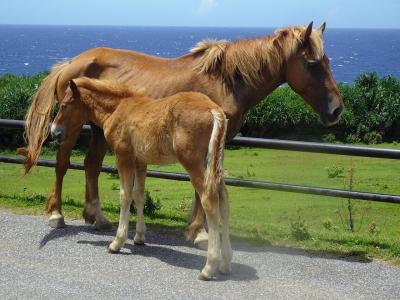 八重山離島巡りの旅（２日目）与那国島観光