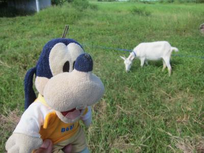 	 グーちゃん、八重山の島めぐりに行く！（波照間島/不可解な船欠航に怒り心頭！編）