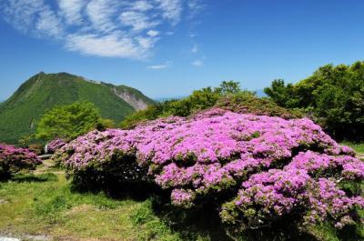 別府3(ミヤマキリシマ)