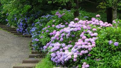 紫陽花紀行2024--横浜市と大和市の紫陽花めぐり-