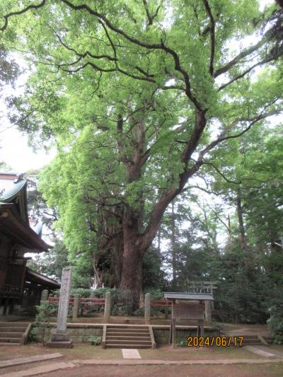 二十四節気・芒種（ぼうしゅ）：天下の副将軍・水戸光圀公ゆかりの「なんじゃもんじゃの木」とは何じゃ？