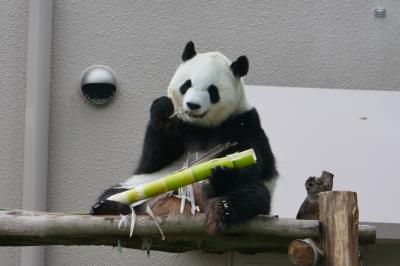 アドベンチャーワールドでパンダと過ごす２日間