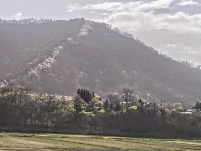 光城山の「桜のトンネル」を登る！　2024.4.19