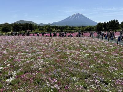 本栖湖の芝桜とその周辺（初日）