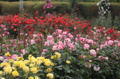 ５０周年の長居植物園で花を愛でる（バラ編）