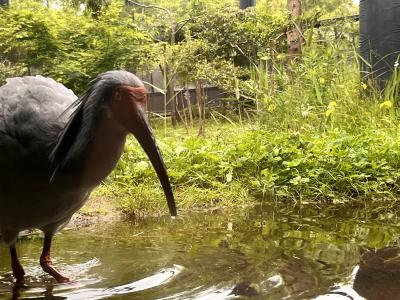佐渡島　観光　トキの森公園