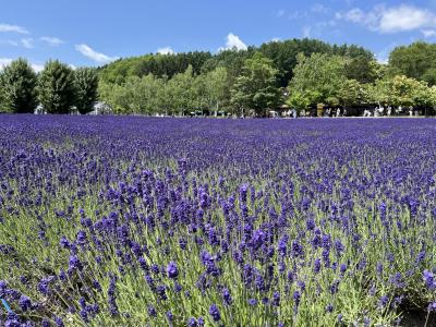 2024年初夏の北海道ガーデン街道を巡る旅　2日目①　富良野編