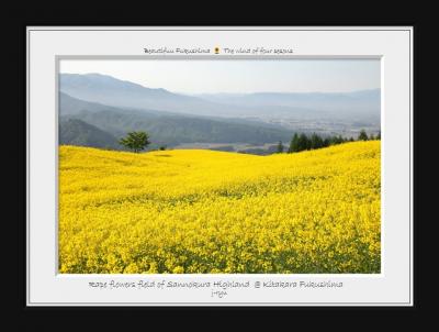 ◆Yellow highland of Rape flowers～喜多方・三ノ倉高原の菜の花畑