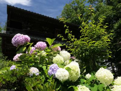 「妻沼聖天山」のアジサイ_2024_境内の所々に咲いていますが、見頃終盤でした（熊谷市）