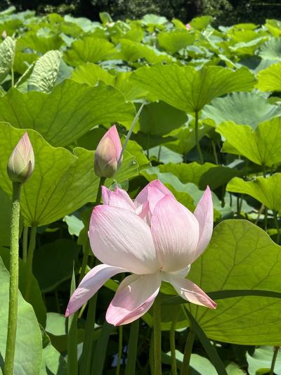 北陸応援割　新潟　松之山温泉　山の森のホテルふくずみ！