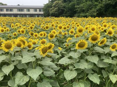 船橋市金杉の２万本のひまわり畑、金杉小ひまわりフェスティバルに行ってきました。