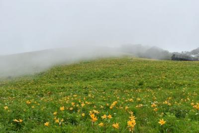 霧降高原キスゲ平は今日も霧。幻想的なニッコウキスゲ景色