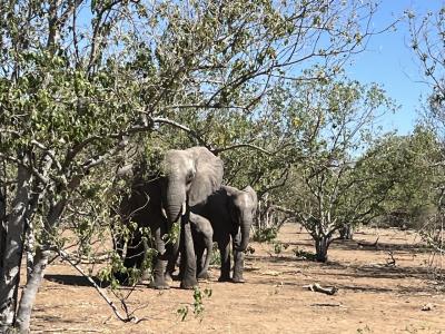 思い立ったが南部アフリカ その2