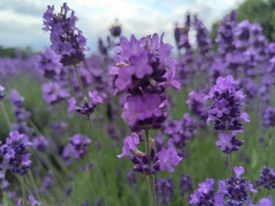 北海道、道北から美瑛、富良野までレンタカーで回るおばちゃん一人旅 其の④