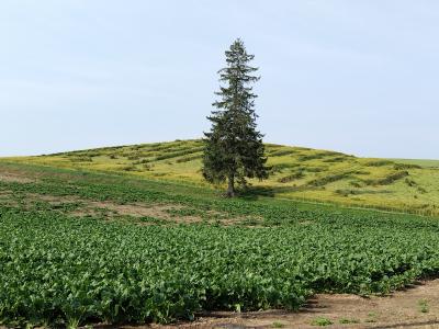 北海道、道北から美瑛、富良野までレンタカーで回るおばちゃん一人旅 其の⑤