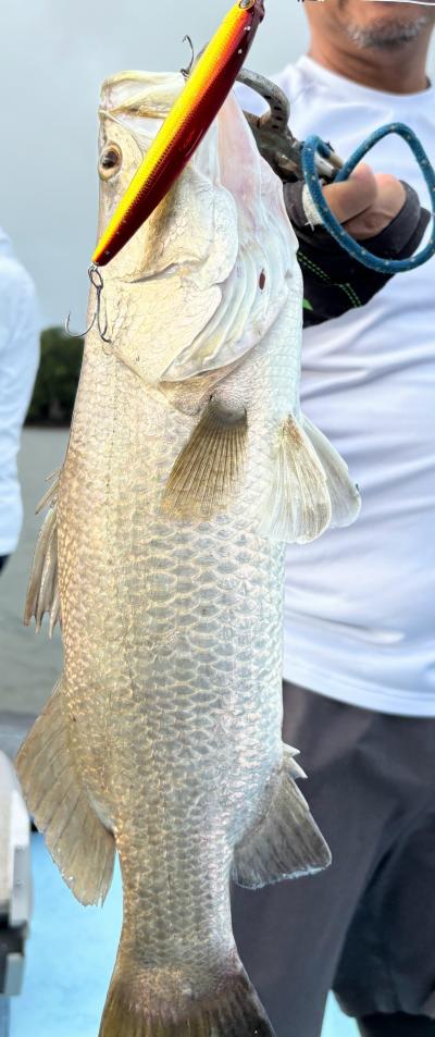 オーストラリアバラマンディ　56センチ前後　引き取り限定 Yahoo!オークション -「バラマンディ」(淡水魚) (熱帯魚)の落札相場