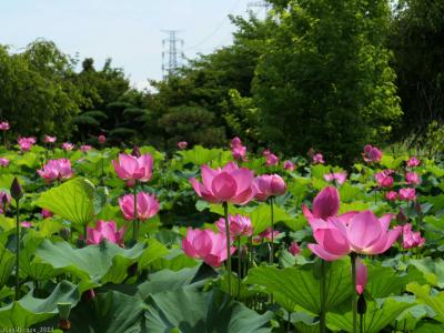 「本庄総合公園」のハス（大使蓮）_2024_咲き進んで、すでに見頃でした（本庄市）