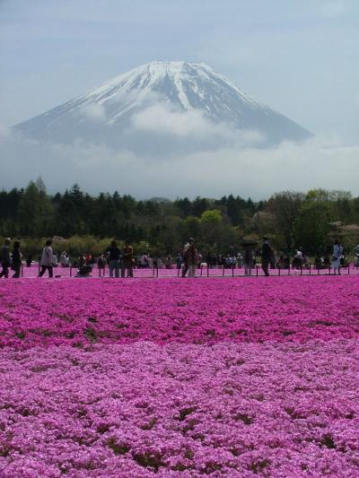 「富士芝桜まつり」と「山中湖花の都公園」
