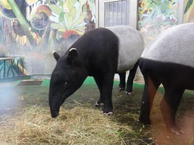無料開園日の多摩動物公園。１５時から。やっぱり空いててよかった。ちょっとせわしないですが。