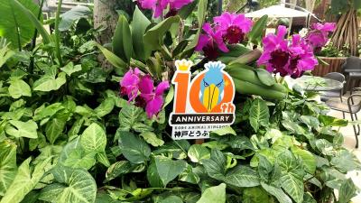 神戸どうぶつ王国でマヌルネコの赤ちゃんがみたい