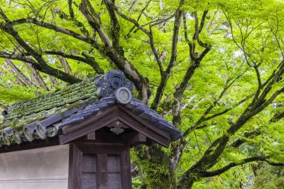 三男宅へ家庭訪問ついでに大阪・京都・奈良巡り(奈良編)