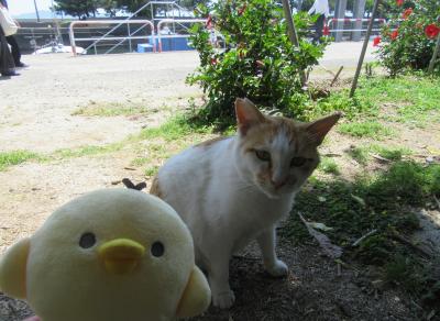 熊本県 ネコ島の湯島と日本一の石段 を たびするトリ