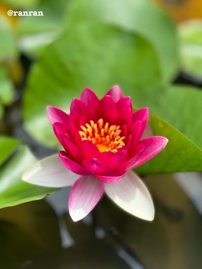 １泊２日弾丸・平泉のはずが・・・②　　　　1泊ではすまなかったヨ（涙）