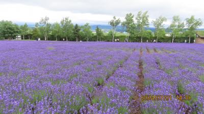 憧れのリゾート北海道4日間旅行2)富良野②フラワーランド、ファーム富田