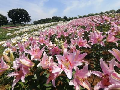 ’２４　東京ドイツ村にユリを見に行く