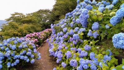 2024年7月2日～長野諏訪湖沿いの絶景紫陽花の小坂公園～国宝松本城～上田城紫陽花　松本泊（2）