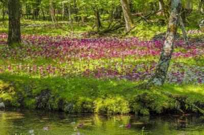 「クリンソウ」と「化け地蔵」を巡る奥日光撮影行