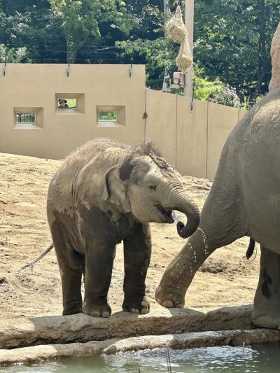 1才になっタオ！円山動物園の赤ちゃんゾウ「タオ」お誕生日おめでとう