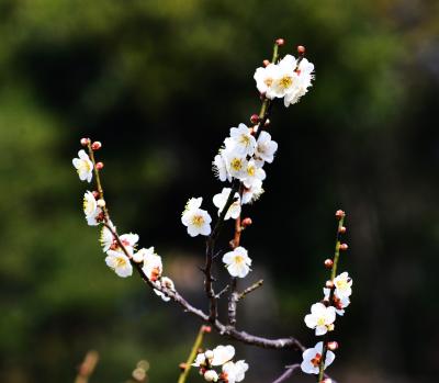 脳ドックを求めて、行き着いたところは梅の名所、大倉山公園