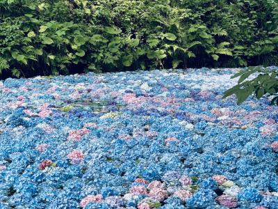 念願のみちのくあじさい園へあじさいの池を見に行く、宿泊はANAインターコンチネンタル安比高原へ。