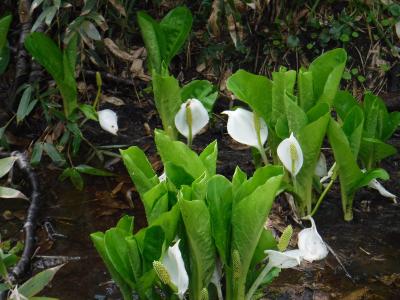 「立山黒部アルペンルート」天狗平から立山まで