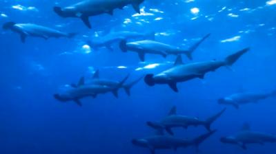 【2泊3日ひとり旅】伊豆大島で早朝ハンマーヘッドダイビングと原チャリで島1周