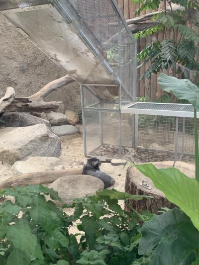 マヌルネコが見たくて神戸どうぶつ王国に行ってみた