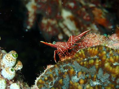 リゾートダイバーは阿嘉島で潜る
