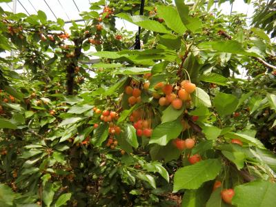 群馬のさくらんぼ