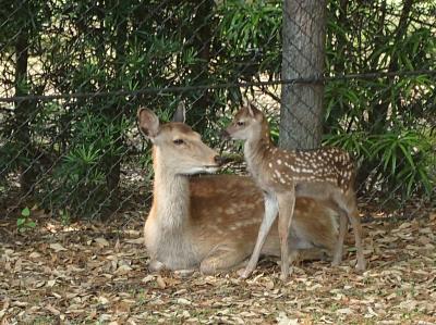 2025年6月 奈良京都旅行 登大路ホテル泊り 1日目 旧奈良県物産陳列所 奈良国立博物館 興福寺国宝館