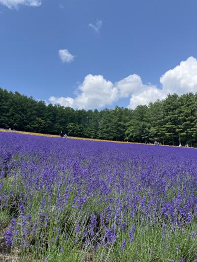 ラベンダー・エスコン・温泉宿の旅２日目前編～特急ラベンダーエクスプレス号とふらのバスびえい号パノラマコース