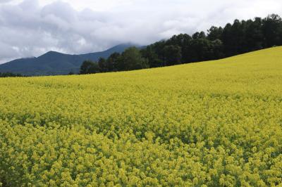 猛暑を逃れて北海道へ涼みに行こう！　その２　富良野へ