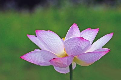 二千年の眠りからさめた大賀ハス(古代蓮)&#12316;春日井市